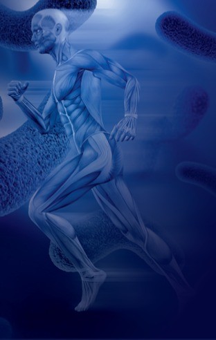 Anatomy Dynamic Structure